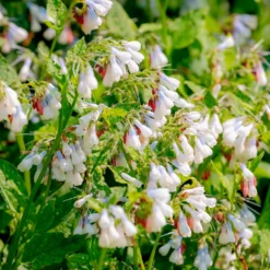 Großblumiger Beinwell Wisley Blue - Blüht wo nichts wächst