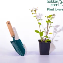 Großblumiger Beinwell Wisley Blue - Blüht wo nichts wächst