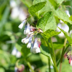 Großblumiger Beinwell Wisley Blue - Blüht wo nichts wächst