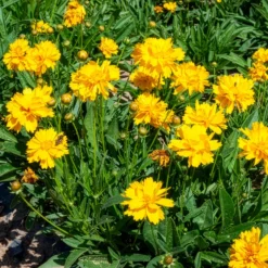 Großblumiges Mädchenauge Sunray ® - Sonnengelb den ganzen Sommer