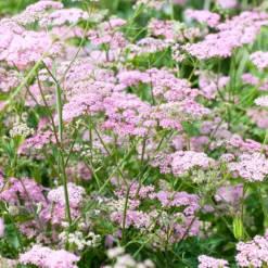 Große Bibernelle ‘Rosea’ - Rosa Blütenwolke im Beet