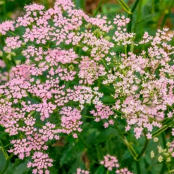 Große Bibernelle ‘Rosea’ - Rosa Blütenwolke im Beet