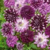 Große Dahlien Mischung (x5) - Riesenblüten den ganzen Sommer