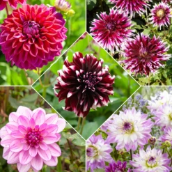 Große Dahlien Mischung (x5) - Riesenblüten den ganzen Sommer