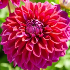 Große Dahlien Mischung (x5) - Riesenblüten den ganzen Sommer