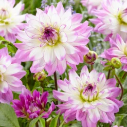 Große Dahlien Mischung (x5) - Riesenblüten den ganzen Sommer