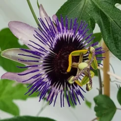 große Passionsblume Damsels Delight® - Exotik ohne Aufwand