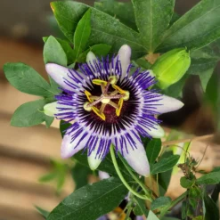 große Passionsblume Damsels Delight® - Exotik ohne Aufwand