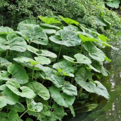 Große Pestwurz - Riesenblätter am Wasser
