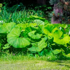 Große Pestwurz - Riesenblätter am Wasser
