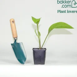 Großer Beinwell Purpureum - Bienenmagnet ohne Aufwand