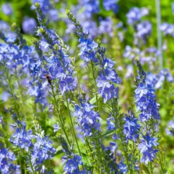 Großer Ehrenpreis Royal Blue - Kräftiges Blau für sonnige Beete