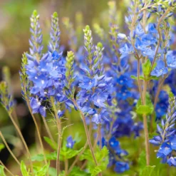 Großer Ehrenpreis Royal Blue - Kräftiges Blau für sonnige Beete