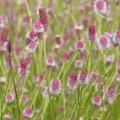 Großer Wiesenknopf Pink Tanna - Zarte Blüten den ganzen Sommer