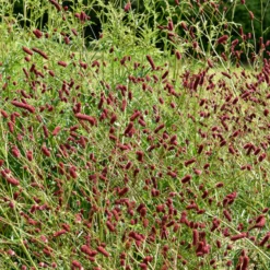 Großer Wiesenknopf - Rote Blüten für Bienen