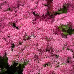 Großes Fettblatt Mr. Goodbud - Rosa Blüten bis in den Herbst
