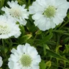 Große Skabiose 'Perfecta Alba' - Weiße Blüten den ganzen Sommer