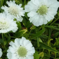 Große Skabiose 'Perfecta Alba' - Weiße Blüten den ganzen Sommer