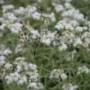 Großes Perlkörbchen Neuschnee - Weiße Blüten ohne Aufwand