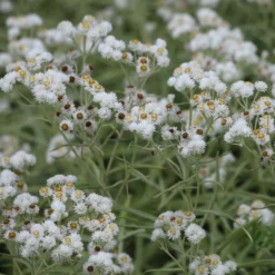 Großes Perlkörbchen Neuschnee - Weiße Blüten ohne Aufwand