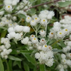 Großes Perlkörbchen Neuschnee - Weiße Blüten ohne Aufwand