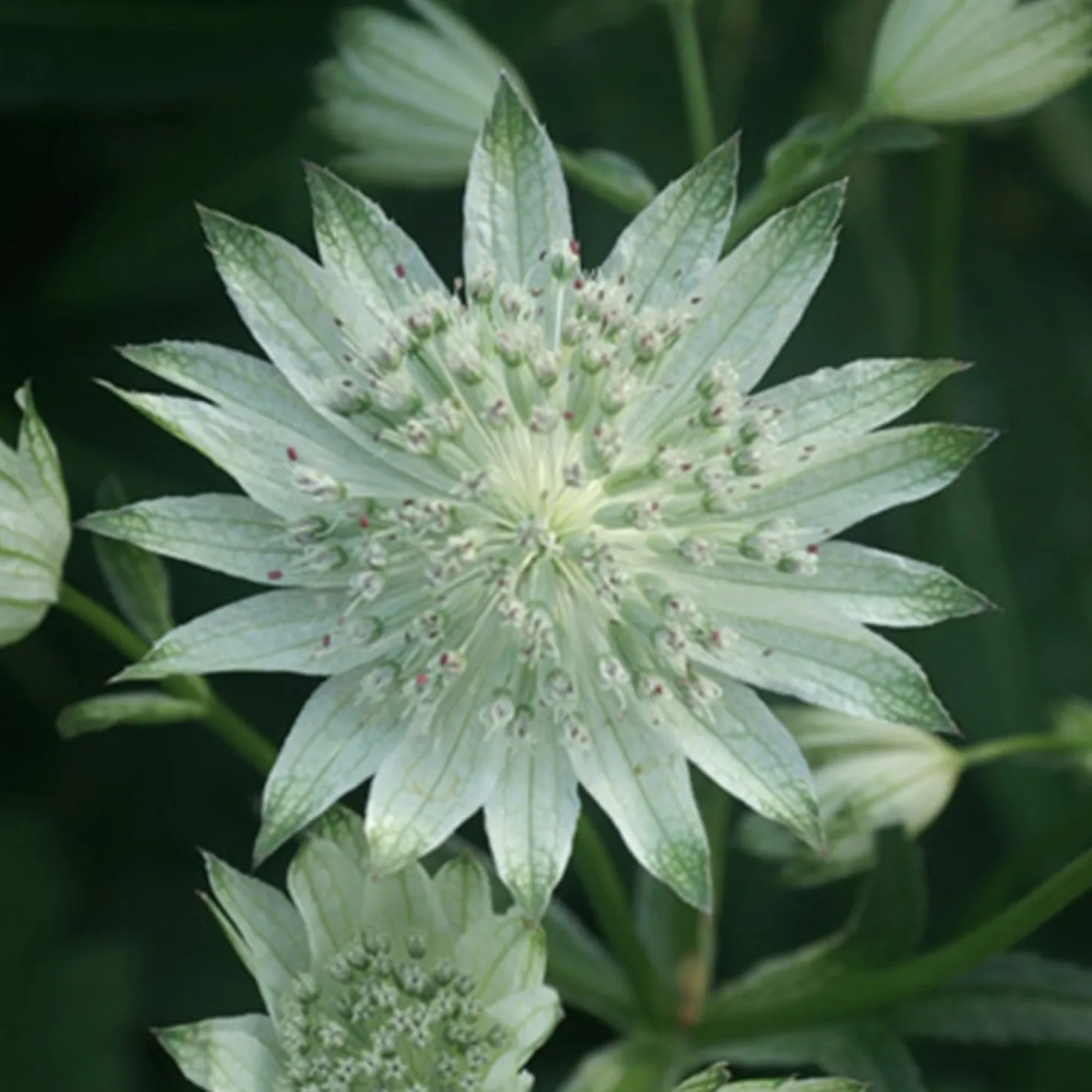 Große Sterndolde Alba - Zarte Blüten, robuste Staude