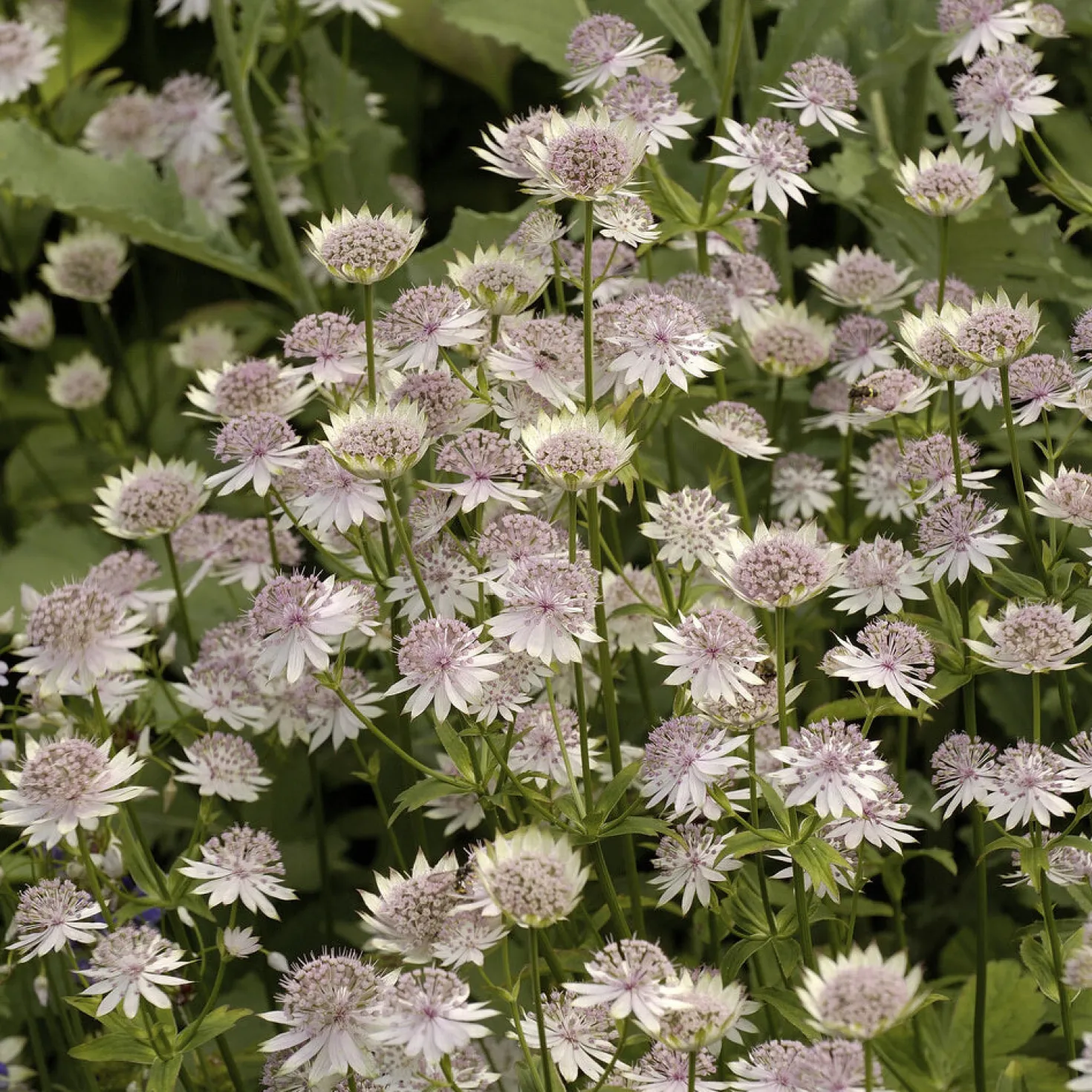 Große Sterndolde Buckland - Zarte Blüten, viel Charme