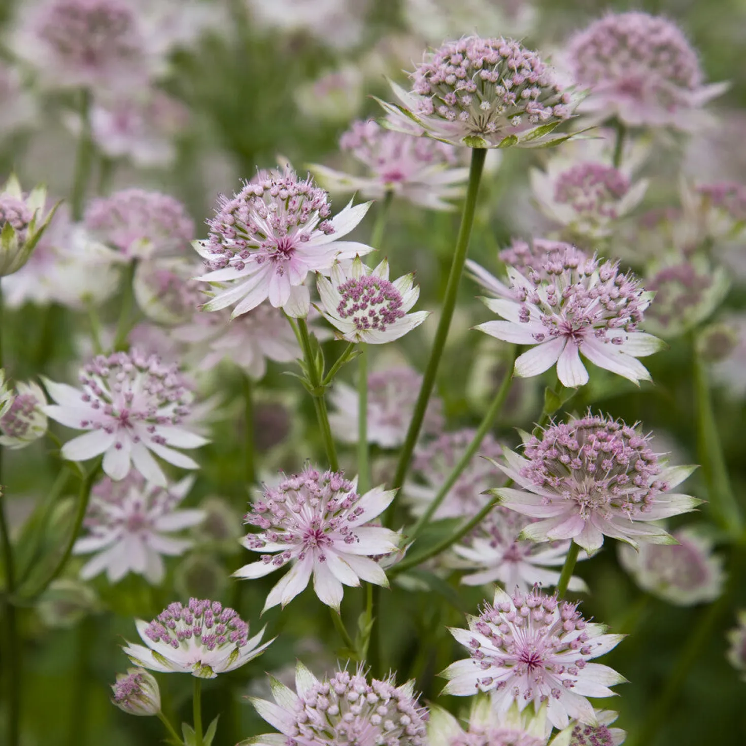 Große Sterndolde Buckland - Zarte Blüten, viel Charme