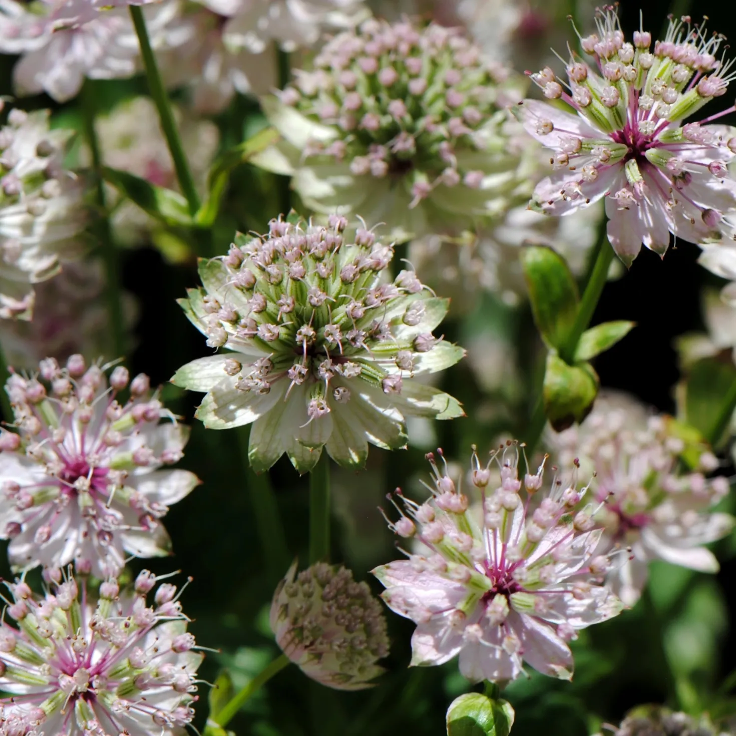 Große Sterndolde Buckland - Zarte Blüten, viel Charme