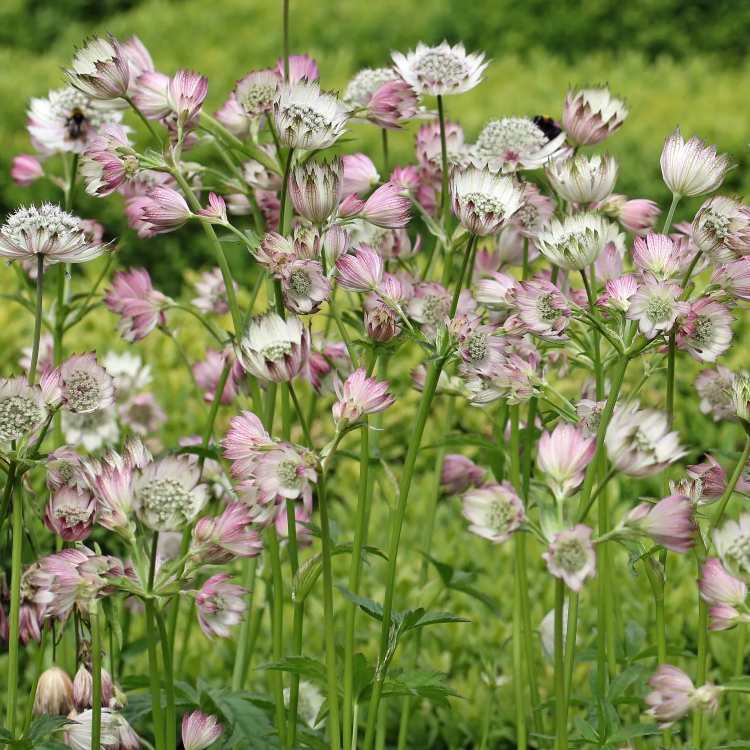 Große Sterndolde Buckland - Zarte Blüten, viel Charme