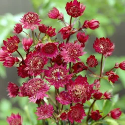 Große Sterndolde Ruby Wedding - Tiefrote Sterne im Beet