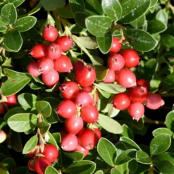 Großfrüchtige Moosbeere - Rote Ernte, ganz easy