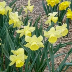 Großkronige Narzissen ‘Avalon’ (x7) - Sonnengelb im Frühling