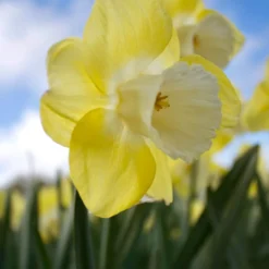 Großkronige Narzissen ‘Avalon’ (x7) - Sonnengelb im Frühling