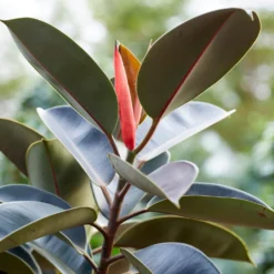 Gummibaum Robusta - Grün, glänzend, robust