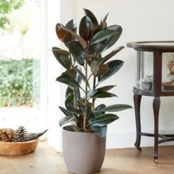 Gummibaum Robusta - Grün, glänzend, robust