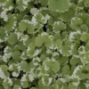 Gundermann 'Variegata' - Grün-cremig, sofort schön