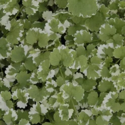 Gundermann 'Variegata' - Grün-cremig, sofort schön