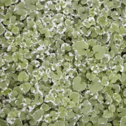 Gundermann 'Variegata' - Grün-cremig, sofort schön