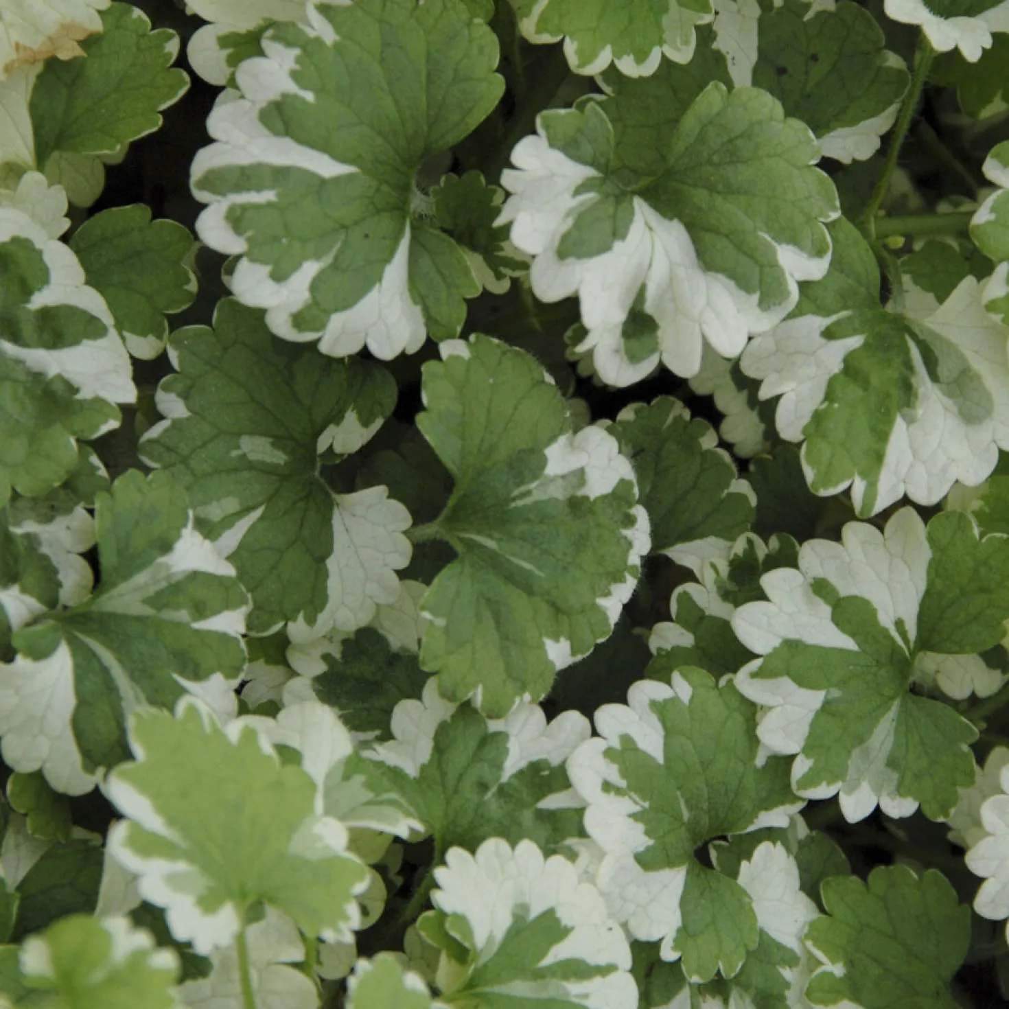Gundermann 'Variegata' - Grün-cremig, sofort schön