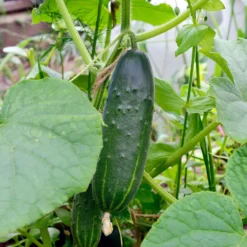 Gurke Cucumis 'Marketmore' - Knackig frisch vom Beet