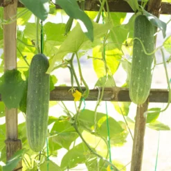 Gurke 'Johanna' - Knackige Gurken den Sommer lang