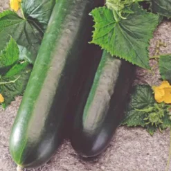 Gurke 'Johanna' - Knackige Gurken den Sommer lang