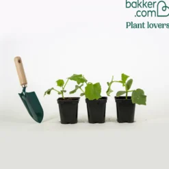 Gurke ‘Raider’ F1 Pflanzen (x3) - Knackige Gurken den ganzen Sommer