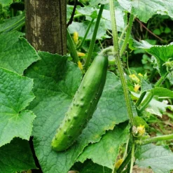 Gurke ‘Raider’ F1 Pflanzen (x3) - Knackige Gurken den ganzen Sommer