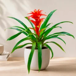 Guzmania Calypso - Rote Blüte, monatelang