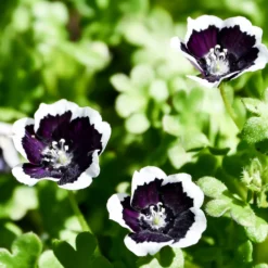 Hainblume Penny Black - Tiefschwarz mit weißem Rand