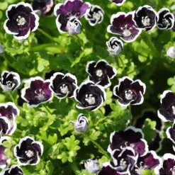 Hainblume Penny Black - Tiefschwarz mit weißem Rand