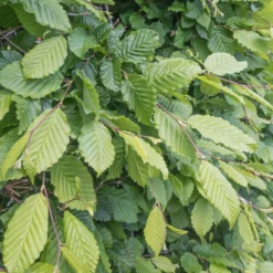 Hainbuche - Dichte Hecke ganz einfach