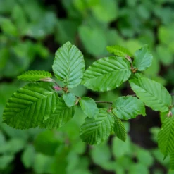 Hainbuche - Dichte Hecke ganz einfach